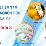 thiết kế và làm tem truy xuất nguồn gốc tân hoa mai
