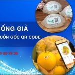 in tem chống giả truy xuất nguồn gốc qr code tân hoa mai